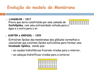 Evolução do modelo de Membrana
3




LANGMUIR – 1917

Previu que seria constituída por uma camada de
fosfolípidos, com uma extremidade voltada para a
água e a outra para o ar.
GORTER e GRENDEL – 1925

Extraíram lípidos das membranas dos glóbulos vermelhos e
concluíram que existiam lípidos suficientes para formar uma
bicamada lipídica, sendo que:
• as caudas hidrofóbicas ficariam viradas para o interior,

• as cabeças hidrofílicas viradas para o exterior.

 
