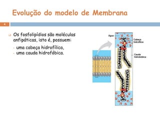 Evolução do modelo de Membrana
4



Os fosfolipídios são moléculas
anfipáticas, isto é, possuem:
•
•

uma cabeça hidrofílica,
uma cauda hidrofóbica.

 