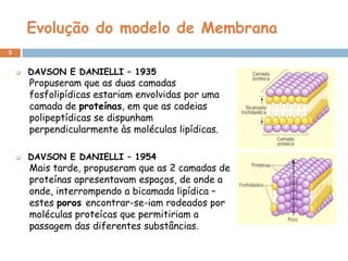 Evolução do modelo de Membrana
5


DAVSON E DANIELLI – 1935



DAVSON E DANIELLI – 1954

Propuseram que as duas camadas
fosfolipídicas estariam envolvidas por uma
camada de proteínas, em que as cadeias
polipeptídicas se dispunham
perpendicularmente às moléculas lipídicas.

Mais tarde, propuseram que as 2 camadas de
proteínas apresentavam espaços, de onde a
onde, interrompendo a bicamada lipídica –
estes poros encontrar-se-iam rodeados por
moléculas proteícas que permitiriam a
passagem das diferentes substâncias.

 