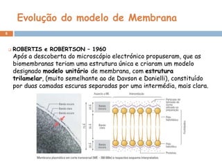 Evolução do modelo de Membrana
6



ROBERTIS e ROBERTSON – 1960

Após a descoberta do microscópio electrónico propuseram, que as
biomembranas teriam uma estrutura única e criaram um modelo
designado modelo unitário de membrana, com estrutura
trilamelar, (muito semelhante ao de Davson e Danielli), constituído
por duas camadas escuras separadas por uma intermédia, mais clara.

 