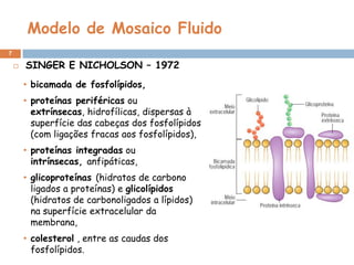 Modelo de Mosaico Fluido
7


SINGER E NICHOLSON – 1972
• bicamada de fosfolípidos,
• proteínas periféricas ou
extrínsecas, hidrofílicas, dispersas à
superfície das cabeças dos fosfolípidos
(com ligações fracas aos fosfolípidos),

• proteínas integradas ou
intrínsecas, anfipáticas,
• glicoproteínas (hidratos de carbono
ligados a proteínas) e glicolípidos
(hidratos de carbonoligados a lípidos)
na superfície extracelular da
membrana,
• colesterol , entre as caudas dos
fosfolípidos.

 