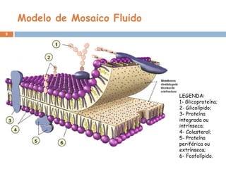 Modelo de Mosaico Fluido
9

LEGENDA:
1- Glicoproteína;
2- Glicolípido;
3- Proteína
integrada ou
intrínseca;
4- Colesterol;
5- Proteína
periférica ou
extrínseca;
6- Fosfolípido.

 