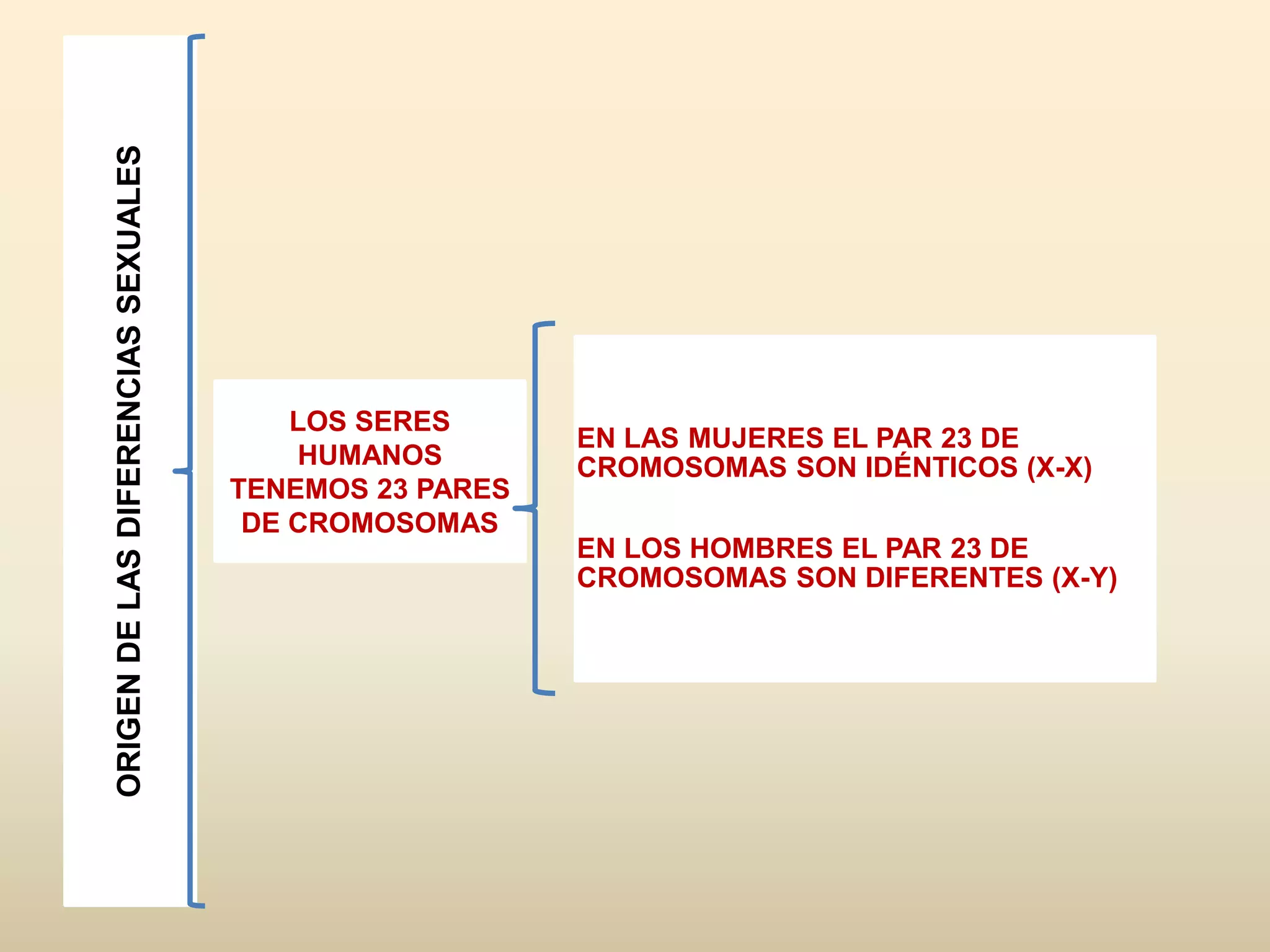 ORIGENDELASDIFERENCIASSEXUALES
EN LAS MUJERES EL PAR 23 DE
CROMOSOMAS SON IDÉNTICOS (X-X)
EN LOS HOMBRES EL PAR 23 DE
CROMOSOMAS SON DIFERENTES (X-Y)
LOS SERES
HUMANOS
TENEMOS 23 PARES
DE CROMOSOMAS
 