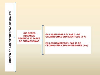 ORIGENDELASDIFERENCIASSEXUALES
EN LAS MUJERES EL PAR 23 DE
CROMOSOMAS SON IDÉNTICOS (X-X)
EN LOS HOMBRES EL PAR 23 DE
CROMOSOMAS SON DIFERENTES (X-Y)
LOS SERES
HUMANOS
TENEMOS 23 PARES
DE CROMOSOMAS
 