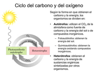 Ciclo del carbono y del oxígeno
               Según la forma en que obtienen el
                 carbono y la energía, los
                 organismos se dividen en:

               • Autótrofos: utilizan el CO2 de la
                 atmósfera como fuente de
                 carbono y la energía del sol o de
                 compuestos inorgánicos.
                  – Fotoautótrofos: obtienen la
                    energía del sol.
                  – Quimioautótrofos: obtienen la
                    energía oxidando compuestos
                    inorgánicos.
               • Heterótrofos: obtienen el
                 carbono y la energía de
                 sustancias orgánicas
                 sintetizadas por otros
                 organismos.
 