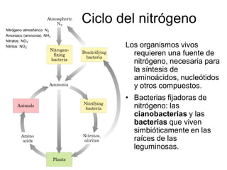 Ciclo del nitrógeno
Nitrógeno atmosférico: N2
Amoniaco (ammonia): NH3
Nitratos: NO3-
Nitritos: NO2-                     Los organismos vivos
                                     requieren una fuente de
                                     nitrógeno, necesaria para
                                     la síntesis de
                                     aminoácidos, nucleótidos
                                     y otros compuestos.
                                   • Bacterias fijadoras de
                                     nitrógeno: las
                                     cianobacterias y las
                                     bacterias que viven
                                     simbióticamente en las
                                     raíces de las
                                     leguminosas.
 