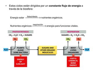 • Estos ciclos están dirigidos por un constante flujo de energía a
  través de la biosfera:

                   fotosíntesis
   Energía solar -----------------→ nutrientes orgánicos.

                          respiración
   Nutrientes orgánicos ---------------→ energía para funciones vitales.
 