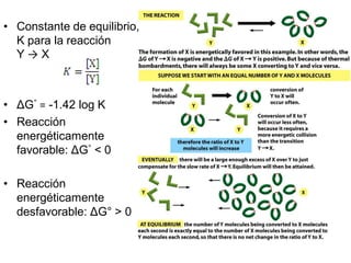 • Constante de equilibrio,
  K para la reacción
  Y→X



• ΔG° = -1.42 log K
• Reacción
  energéticamente
  favorable: ΔG° < 0

• Reacción
  energéticamente
  desfavorable: ΔG° > 0
 
