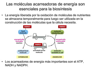 Las moléculas acarreadoras de energía son
         esenciales para la biosíntesis
• La energía liberada por la oxidación de moléculas de nutrientes
  se almacena temporalmente para luego ser utilizada en la
  construcción de las moléculas que la célula necesita.




• Los acarreadores de energía más importantes son el ATP,
  NADH y NADPH.
 