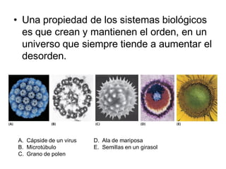 • Una propiedad de los sistemas biológicos
  es que crean y mantienen el orden, en un
  universo que siempre tiende a aumentar el
  desorden.




A. Cápside de un virus   D. Ala de mariposa
B. Microtúbulo           E. Semillas en un girasol
C. Grano de polen
 