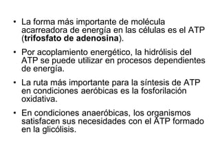 • La forma más importante de molécula
  acarreadora de energía en las células es el ATP
  (trifosfato de adenosina).
• Por acoplamiento energético, la hidrólisis del
  ATP se puede utilizar en procesos dependientes
  de energía.
• La ruta más importante para la síntesis de ATP
  en condiciones aeróbicas es la fosforilación
  oxidativa.
• En condiciones anaeróbicas, los organismos
  satisfacen sus necesidades con el ATP formado
  en la glicólisis.
 