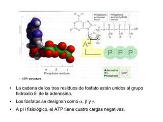 • La cadena de los tres residuos de fosfato están unidos al grupo
  hidroxilo 5’ de la adenosina.
• Los fosfatos se designan como ,     y .
• A pH fisiológico, el ATP tiene cuatro cargas negativas.
 