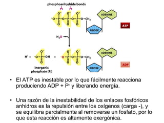 • El ATP es inestable por lo que fácilmente reacciona
  produciendo ADP + P- y liberando energía.

• Una razón de la inestabilidad de los enlaces fosfóricos
  anhidros es la repulsión entre los oxígenos (carga -), y
  se equilibra parcialmente al removerse un fosfato, por lo
  que esta reacción es altamente exergónica.
 