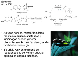 Ejemplo de
uso de ATP:




• Algunos hongos, microorganismos
  marinos, medusas, crustáceos y
  luciérnagas pueden generar
  bioluminisencia, que requiere grandes
  cantidades de energía.
• Se utiliza ATP en una serie de
  reacciones que convierten energía
  química en energía luminosa.
 