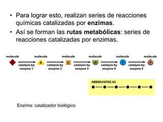 • Para lograr esto, realizan series de reacciones
  químicas catalizadas por enzimas.
• Así se forman las rutas metabólicas: series de
  reacciones catalizadas por enzimas.




  Enzima: catalizador biológico
 
