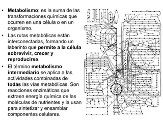 • Metabolismo: es la suma de las
  transformaciones químicas que
  ocurren en una célula o en un
  organismo.
• Las rutas metabólicas están
  interconectadas, formando un
  laberinto que permite a la célula
  sobrevivir, crecer y
  reproducirse.
• El término metabolismo
  intermediario se aplica a las
  actividades combinadas de
  todas las vías metabólicas. Son
  reacciones enzimáticas que
  extraen energía química de las
  moléculas de nutrientes y la usan
  para sintetizar y ensamblar
  componentes celulares.
 