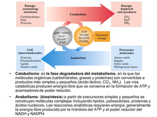 •   Catabolismo: es la fase degradadora del metabolismo, en la que las
    moléculas orgánicas (carbohidratos, grasas y proteínas) son convertidas a
    productos más simples y pequeños (ácido láctico, CO 2, NH3). Las vías
    catabólicas producen energía libre que se conserva en la formación de ATP y
    acarreadores de poder reductor.
•   Anabolismo: (biosíntesis) a partir de precursores simples y pequeños se
    construyen moléculas complejas incluyendo lípidos, polisacáridos, proteínas y
    ácidos nucleicos. Las reacciones anabólicas requieren energía, generalmente
    la energía libre producida por la hidrólisis del ATP y el poder reductor del
    NADH y NADPH.
 