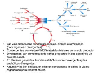 • Las vías metabólicas pueden ser lineales, cíclicas o ramificadas
  (convergentes o divergentes).
• Convergentes: convierten varios materiales iniciales en un solo producto.
• Divergentes: dan como resultado varios productos finales a partir de un
  solo precursor.
• En términos generales, las vías catabólicas son convergentes y las
  anabólicas divergentes.
• Algunas vías son cíclicas, en ellas un componente inicial de la vía es
  regenerado para reentrar en ella.
 