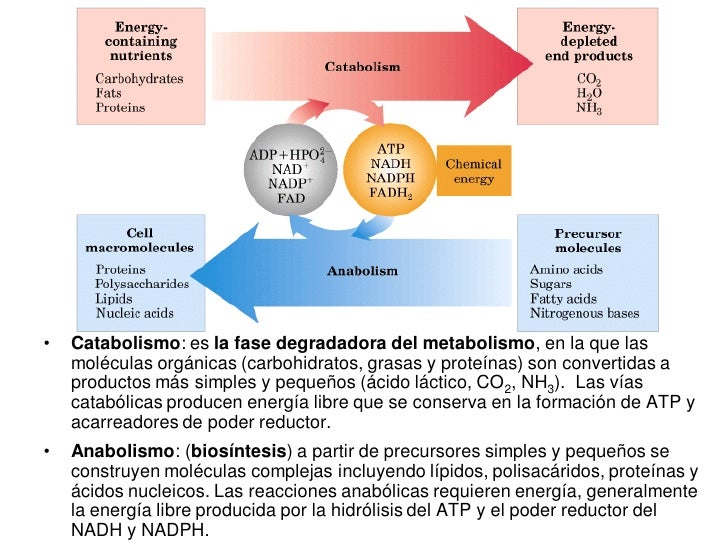 Explique La Funcion Del Atp En El Metabolismo Celular Compartir Celular