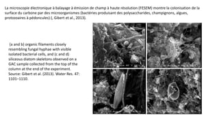 La microscopie électronique à balayage à émission de champ à haute résolution (FESEM) montre la colonisation de la
surface du carbone par des microorganismes (bactéries produisant des polysaccharides, champignons, algues,
protozoaires à pédoncules) (, Gibert et al., 2013).
(a and b) organic filaments closely
resembling fungal hyphae with visible
isolated bacterial cells, and (c and d)
siliceous diatom skeletons observed on a
GAC sample collected from the top of the
column at the end of the experiment.
Source: Gibert et al. (2013). Water Res. 47:
1101–1110.
 