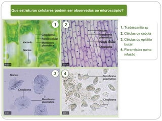 Tema I – Sistema Terra: da célula à biodiversidade
2 – Célula, unidade básica da biodiversidade
Que estruturas celulares podem ser observadas ao microscópio?
1 2
3 4
1. Tradescantia sp
2. Células de cebola
3. Células do epitélio
bucal
4. Paramécias numa
infusão
 