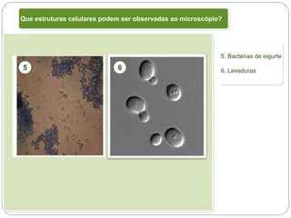 Tema I – Sistema Terra: da célula à biodiversidade
2 – Célula, unidade básica da biodiversidade
Que estruturas celulares podem ser observadas ao microscópio?
5. Bactérias de iogurte
6. Leveduras
5 6
 