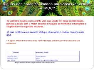 .
•O vermelho neutro é um corante vital, que usado em baixa concentração,
penetra a célula sem a matar, corando o vacúolo de vermelho e mantendo o
citoplasma e os organitos incolores.
•O azul metileno é um corante vital que atua sobre o núcleo, corando-o de
azul.
• A água iodada é um corante não vital que evidencia várias estruturas
celulares.
Corantes Estruturas/ Função
Vermelho neutro Núcleo, Vacúolos
Azul-de-metileno Núcleo
Água iodada Citoplasma, organelos citoplasmáticos
•A água destilada, não tem qualquer efeito nas estruturas das células
 