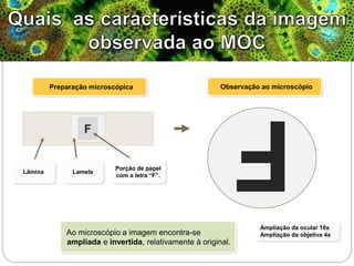 F
Tema I – Sistema Terra: da célula à biodiversidade
2 – Célula, unidade básica da biodiversidade
Ao microscópio a imagem encontra-se
ampliada e invertida, relativamente à original.
Lâmina
Ampliação da ocular 10x
Ampliação da objetiva 4x
F
Preparação microscópica Observação ao microscópio
Lamela
Porção de papel
com a letra “F”.
 