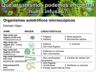 Organismos autotróficos microscópicos
Exemplo: Algas
Alga verde com
flagelos (<0,05 mm)
Chlamyodomonas sp.
Alga verde com
flagelos (0,5 – 2 mm)
Volvox sp.
Alga verde sem
flagelos (<0,5 mm)
Pediastrum sp.
Alga verde filamentosa
(>0,1 mm)
Zygnema sp. || Spirogyra sp.
Diatomáceas(<0,5
mm)
Diatomáceas
1. Flagelos. 2. Muito pequena.
3. Solitária. 4. Movimentos rápidos.
NOME IMAGEM CARACTERÍSTICAS
1. Esférica. 2. Colonial.
3. Com dois flagelos.
1. Esféricas ou coloniais.
2. Sem movimentos.
1. Sem ramificações. 2. Cadeias de células com
cloroplastos.
3. Sem flagelos.
1. Unicelulares. 2. Solitárias ou coloniais.
3. Parede celular feita de sílica.
 