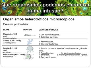 Organismos heterotróficos microscópicos
Exemplo: protozoários
Flagelados (<0.5
mm)
Coanoflagelados
Ameba (0.02 – 5 mm)
Amoeba proteus
Ameba (0.1 - 0.4
mm)
Arcella sp.
Heliozoários (0.01 - 1 mm)
Heliozoários
1. Um ou mais flagelos.
2. Coloniais ou livres.
NOME IMAGEM CARACTERÍSTICAS
1. Pseudópodes.
3. Movimentos lentos.
1. Ameba com uma “concha” usualmente de grãos de
areia.
2. Pseudópodes. 3. Movimentos lentos.
1. Esféricos. 2. Prolongamentos radiais rígidos.
3. Sem movimento.
 
