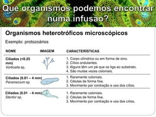 Organismos heterotróficos microscópicos
Exemplo: protozoários
Ciliados (<0.25
mm)
Vorticella sp.
Ciliados (0.01 – 4 mm)
Paramecium sp
Ciliados (0.01 - 4 mm)
Stentor sp.
1. Corpo cilíndrico ou em forma de sino.
2. Cílios ondulantes.
3. Alguns têm um pé que os liga ao substrato.
4. São muitas vezes coloniais.
NOME IMAGEM CARACTERÍSTICAS
1. Raramente coloniais.
2. Células de forma fixa.
3. Movimento por contração e uso dos cílios.
1. Raramente coloniais.
2. Células de forma fixa.
3. Movimento por contração e uso dos cílios.
 