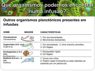 Outros organismos planctónicos presentes em
infusões
Cianobactérias
Cianobactérias
Euglenóides (<0.4 mm)
Euglena sp.
Dinoflagelados (< 0.4
mm)
Dinoflagelados
Rotíferos (0.4 mm – 2
cm)
Rotíferos
1. Cor azul-esverdeada.
2. Movimentos deslizantes.
NOME IMAGEM CARACTERÍSTICAS
1. Cor esverdeada. 2. Uma mancha vermelha.
3. Um flagelo.
1. Exosqueleto rígido.
2. Um flagelo.
1. Coroa com cílios.
2. Podem nadar livremente ou estar aderidos ao
substrato por um pedúnculo.
 