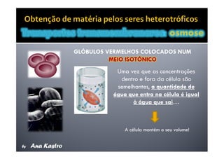 Movimentos Transmembranares