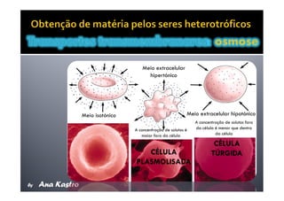 Movimentos Transmembranares