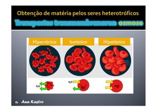 Movimentos Transmembranares