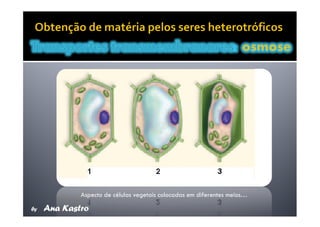 Movimentos Transmembranares