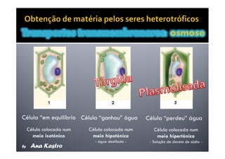 Movimentos Transmembranares