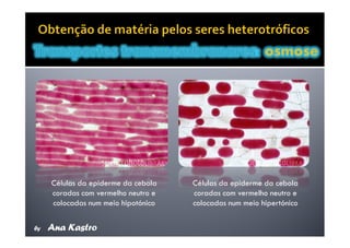 Movimentos Transmembranares