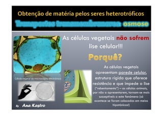 Movimentos Transmembranares