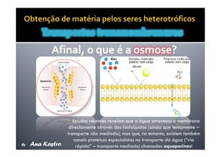 Movimentos Transmembranares