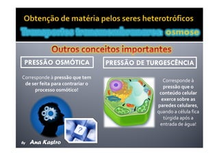 Movimentos Transmembranares