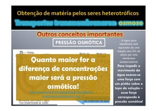 Movimentos Transmembranares