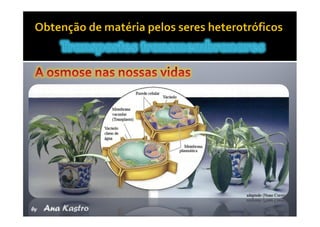 Movimentos Transmembranares