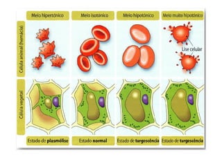 Movimentos Transmembranares