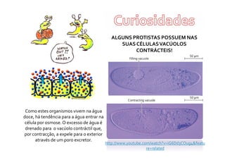 Movimentos Transmembranares