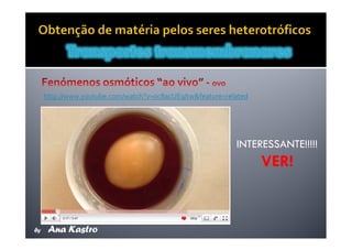 Movimentos Transmembranares