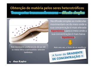 Movimentos Transmembranares