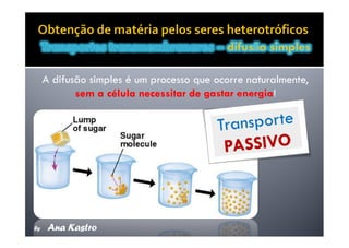Movimentos Transmembranares