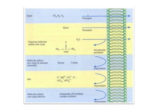 Movimentos Transmembranares