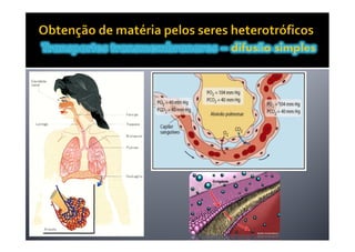 Movimentos Transmembranares